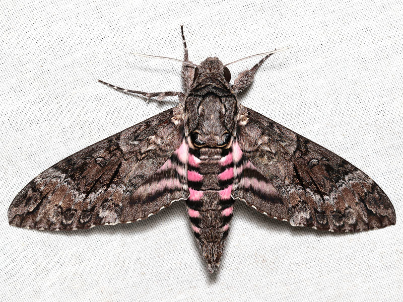 Pink-spotted hawk moth (Agrius cingulata) - Picture Insect
