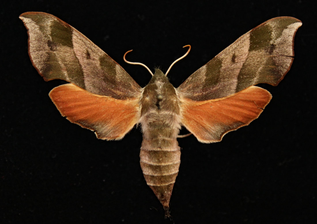 Darapsa myron Butterflies & Moths Papilio Saturniidae LSA12 Sphingidae A 